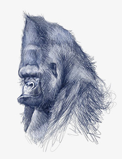 mountain forehead gorilla