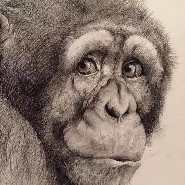 monke worry