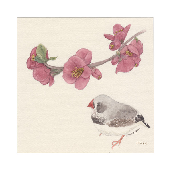 ボケの花と錦華鳥