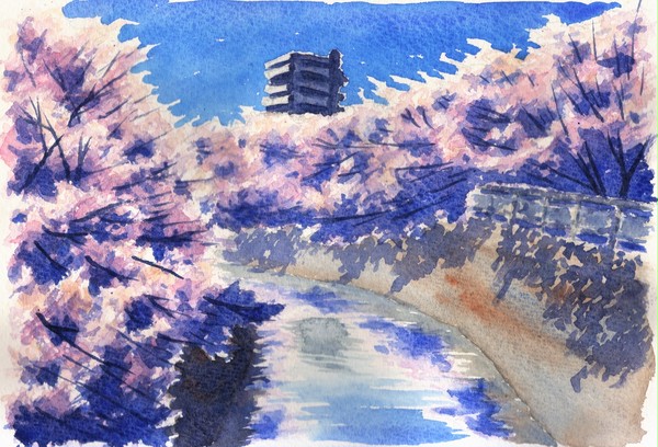 桜と川 - 1/1
