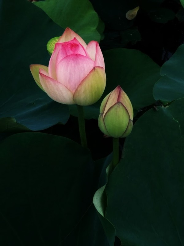 暗めの蓮の花