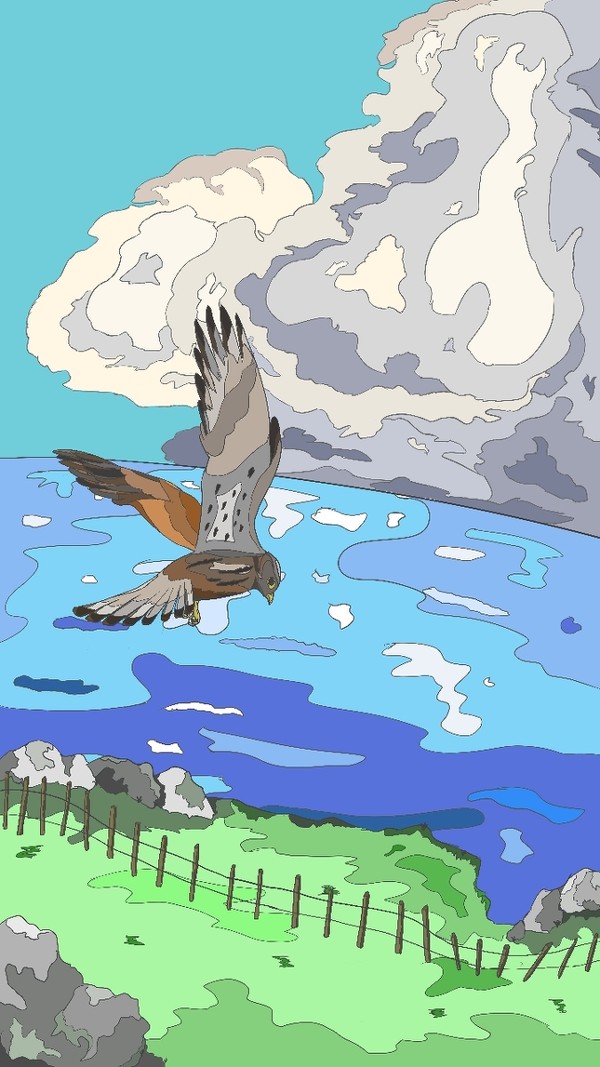 Falco tinnunculus