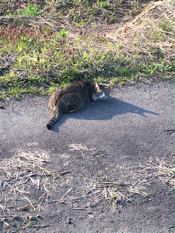 散歩のとき見つけた野良猫ちゃん