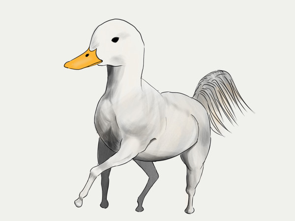 Duck