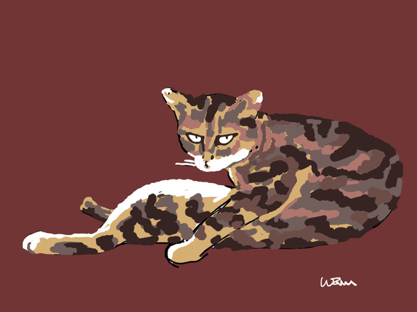 猫