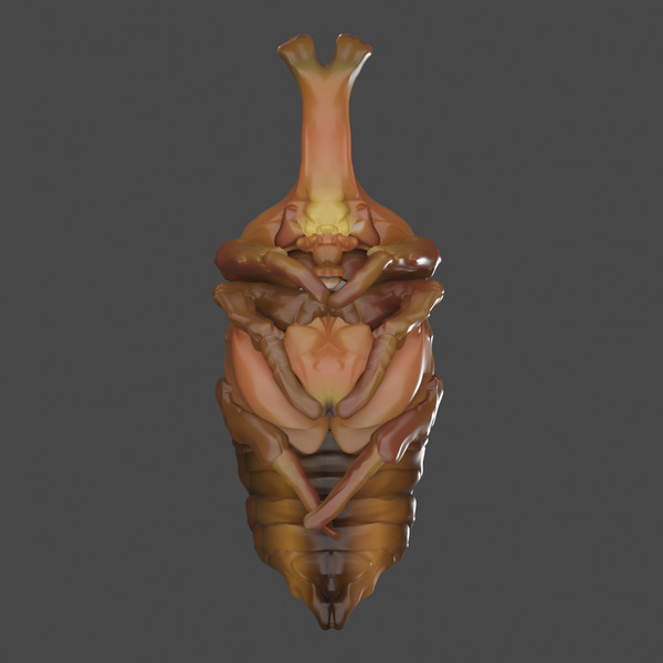 カブトムシの蛹