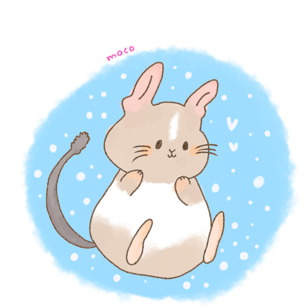 デグーのもこ