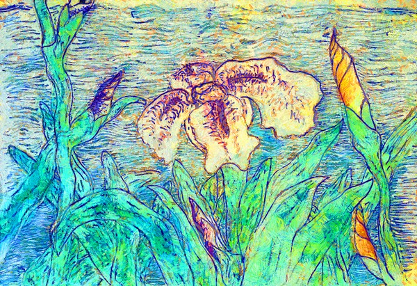 Iris