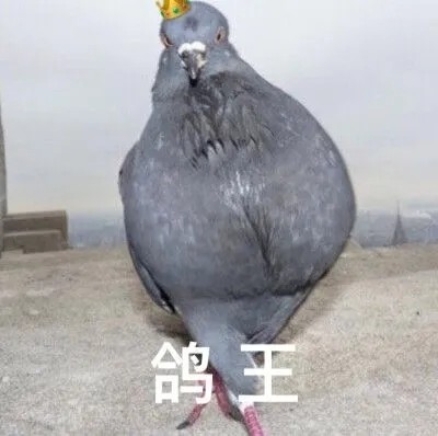 鸽子一阵子