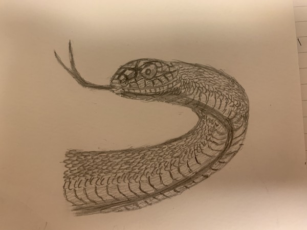 ナミヘビ系の何か
