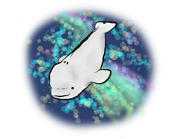 ベルーガ