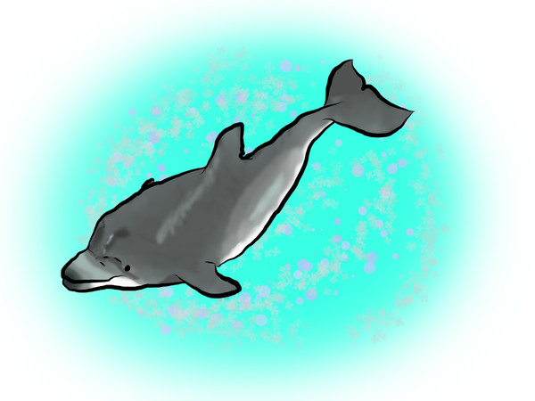 バンドウイルカ