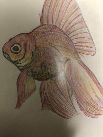 金魚
