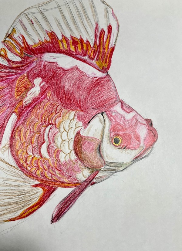 金魚②