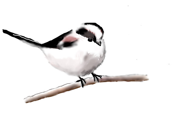 エナガ