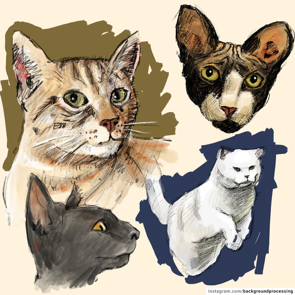 猫