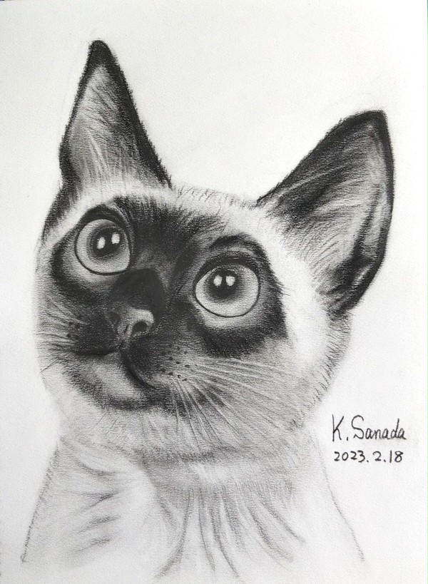 Cat 4