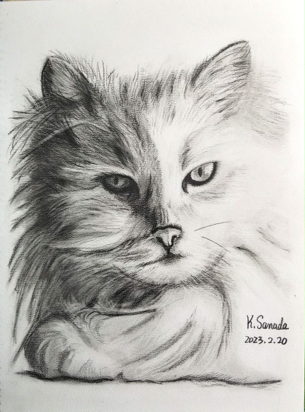 Cat 5