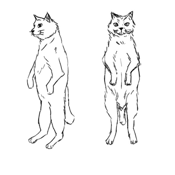 猫模写