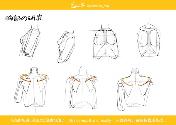 胸郭・肩甲骨描き方