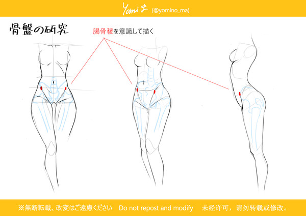 腸骨稜を意識した腰回り・骨盤の描き方