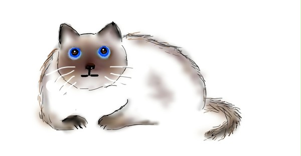 シャム猫