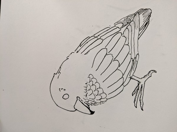 鳥 書き直し