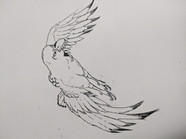 鳥 寝る前