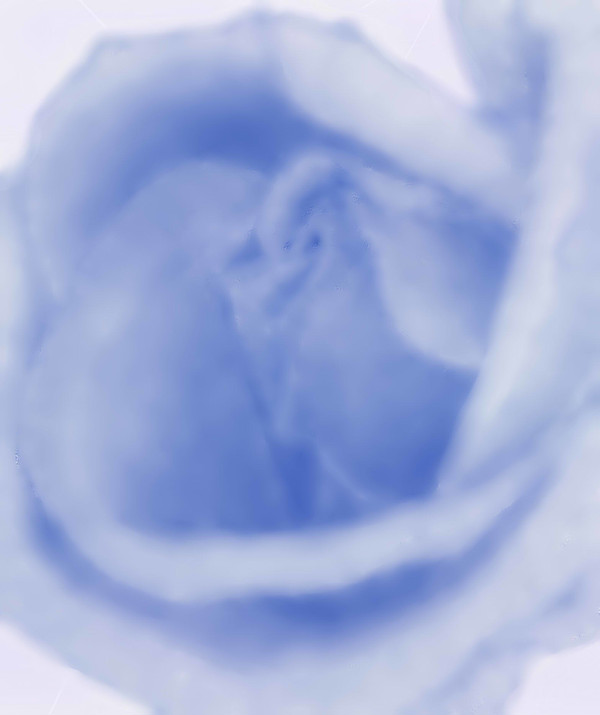 青いバラ リベンジVer