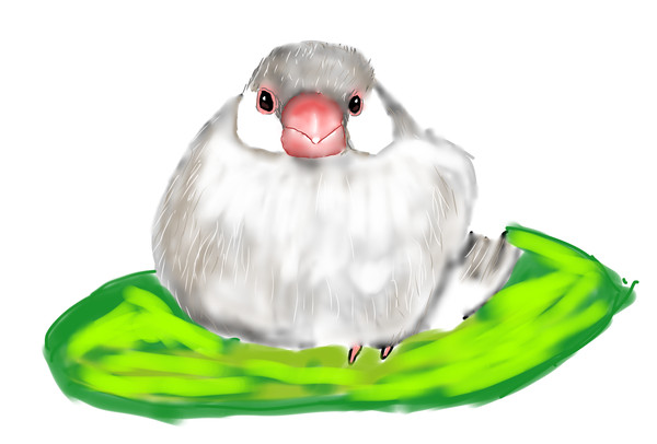餅文鳥 シルバー