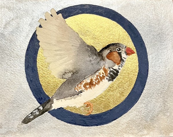 Zebra Finch 1