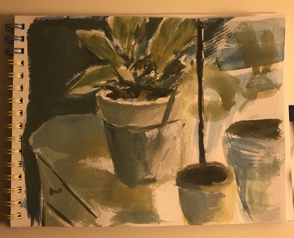 plants🪴