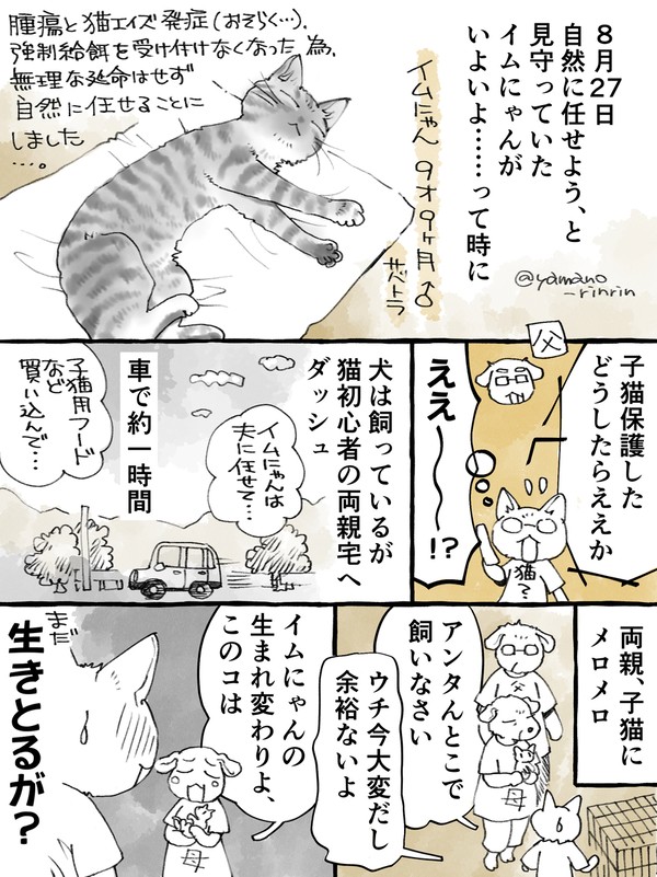 「旅立つ猫が、遺された者たちが寂しくないようにあれこれイベントを