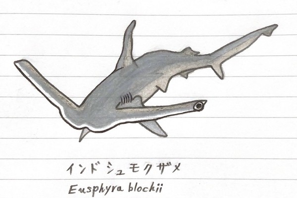 インドシュモクザメ　Eusphyra blochii