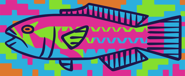 キヌベラ(Surge Wrasse)