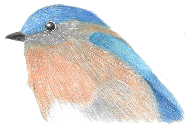 色鉛筆画　ルリビタキ