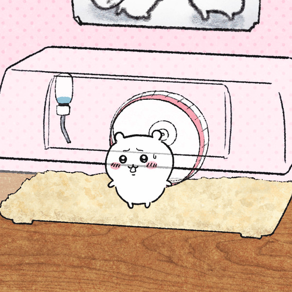 白ハム保護できたよぉ！きゃわいぃのら～😽