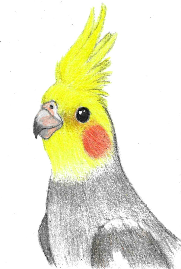 色鉛筆画　オカメインコ