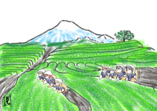 茶摘みお嬢！