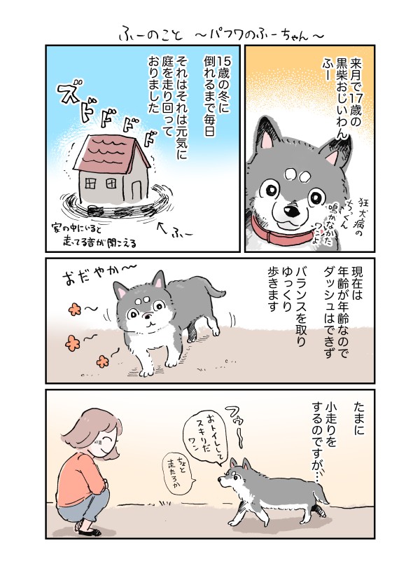 【黒柴】ふー、今月17歳です