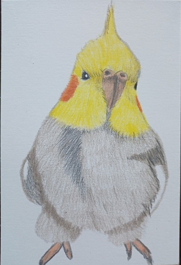 色鉛筆画　オカメインコ