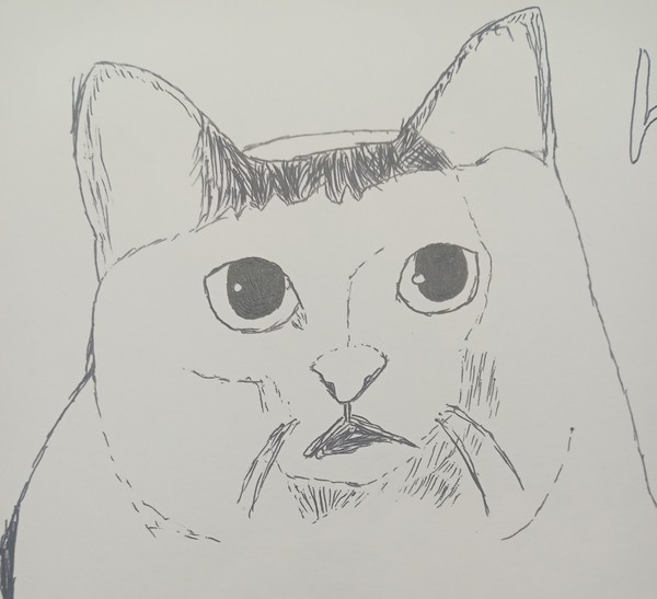 huh?猫