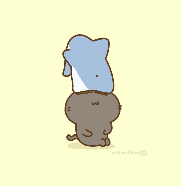 🦈🐱