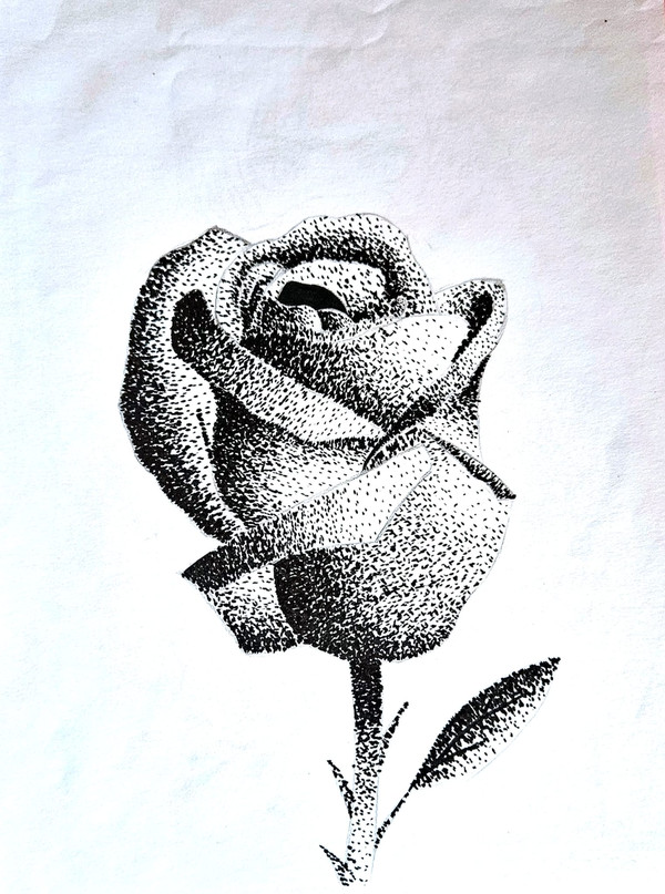 Rose ink drawing