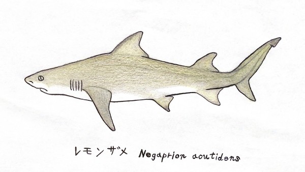 レモンザメ　Negaprion acutidens