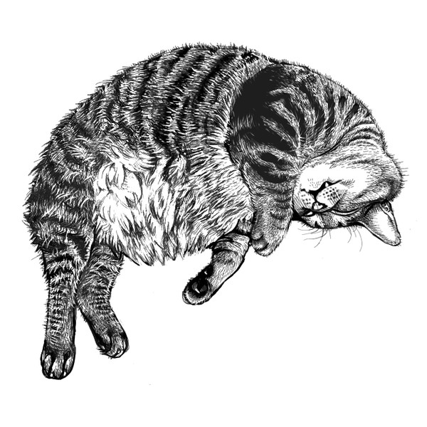 たぬの寝顔