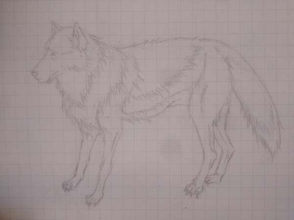 練習絵　狼　横