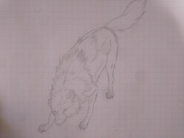 練習絵　狼　フカン