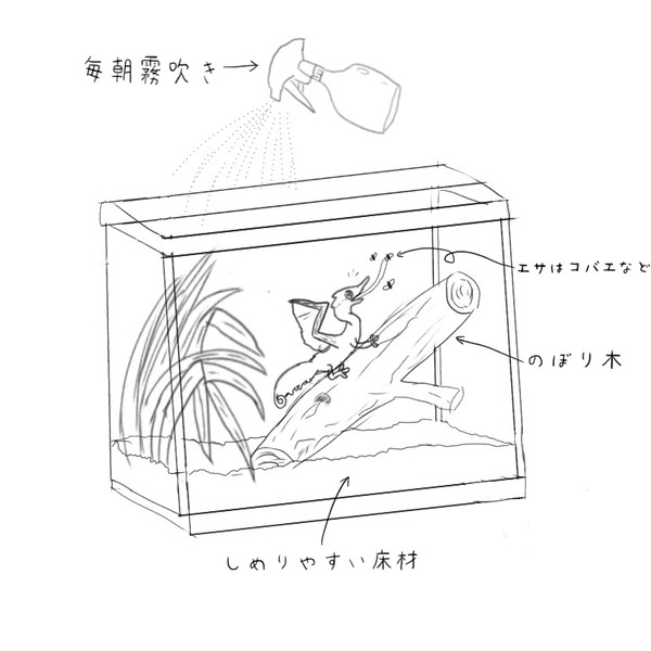 オオナズチ 飼育方法