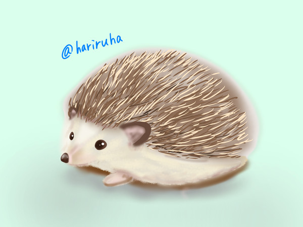 🦔𓈒𓏸❤️ハリネズミ